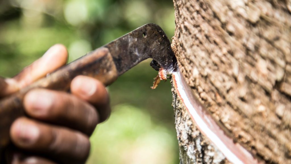 porsche-e-michelin-sostengono-gli-agricoltori-indonesiani-delle-piantagioni-di-gomma