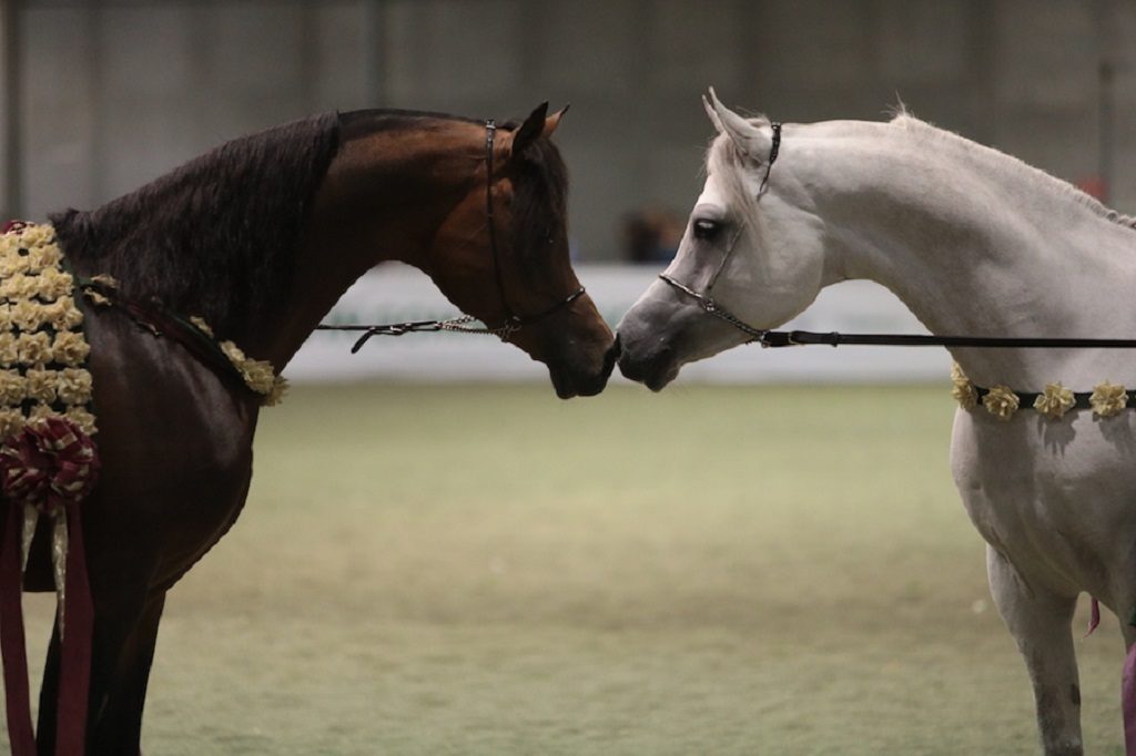 ecopneus-a-fieracavalli-insieme-a-uisp