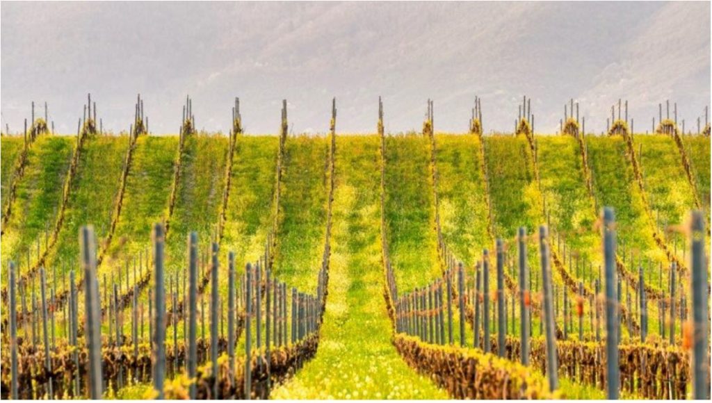 guida-michelin-italia-2023-verra-presentata-l8-novembre-in-franciacorta