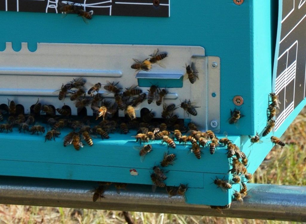 bee-my-job-petronas-lubricants-italy-pli-cambalache-apicolturaurbana-it